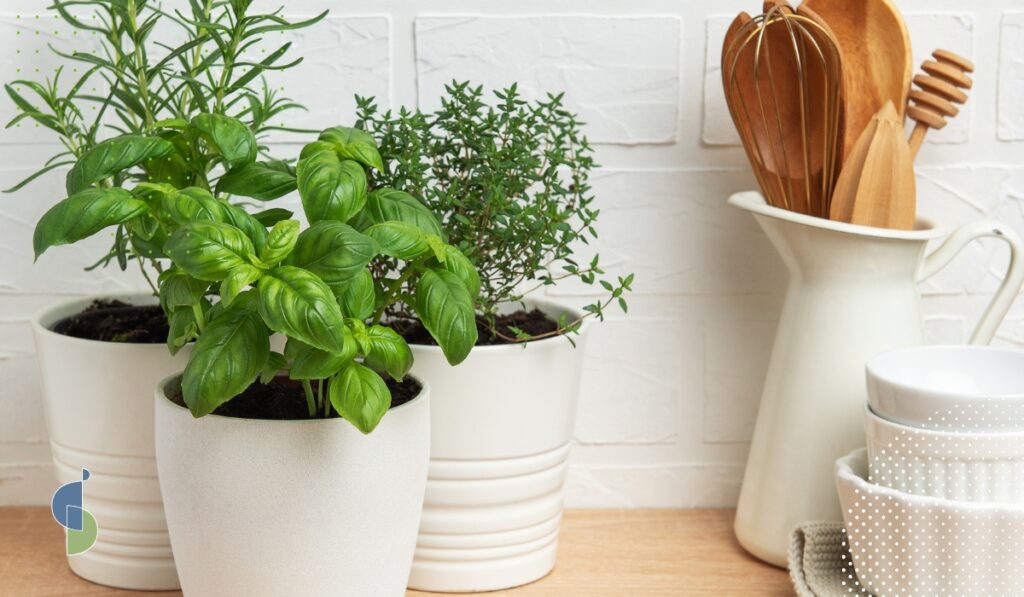 Plantas aromáticas en macetas sobre encimera, ideales para cocinas biofílicas